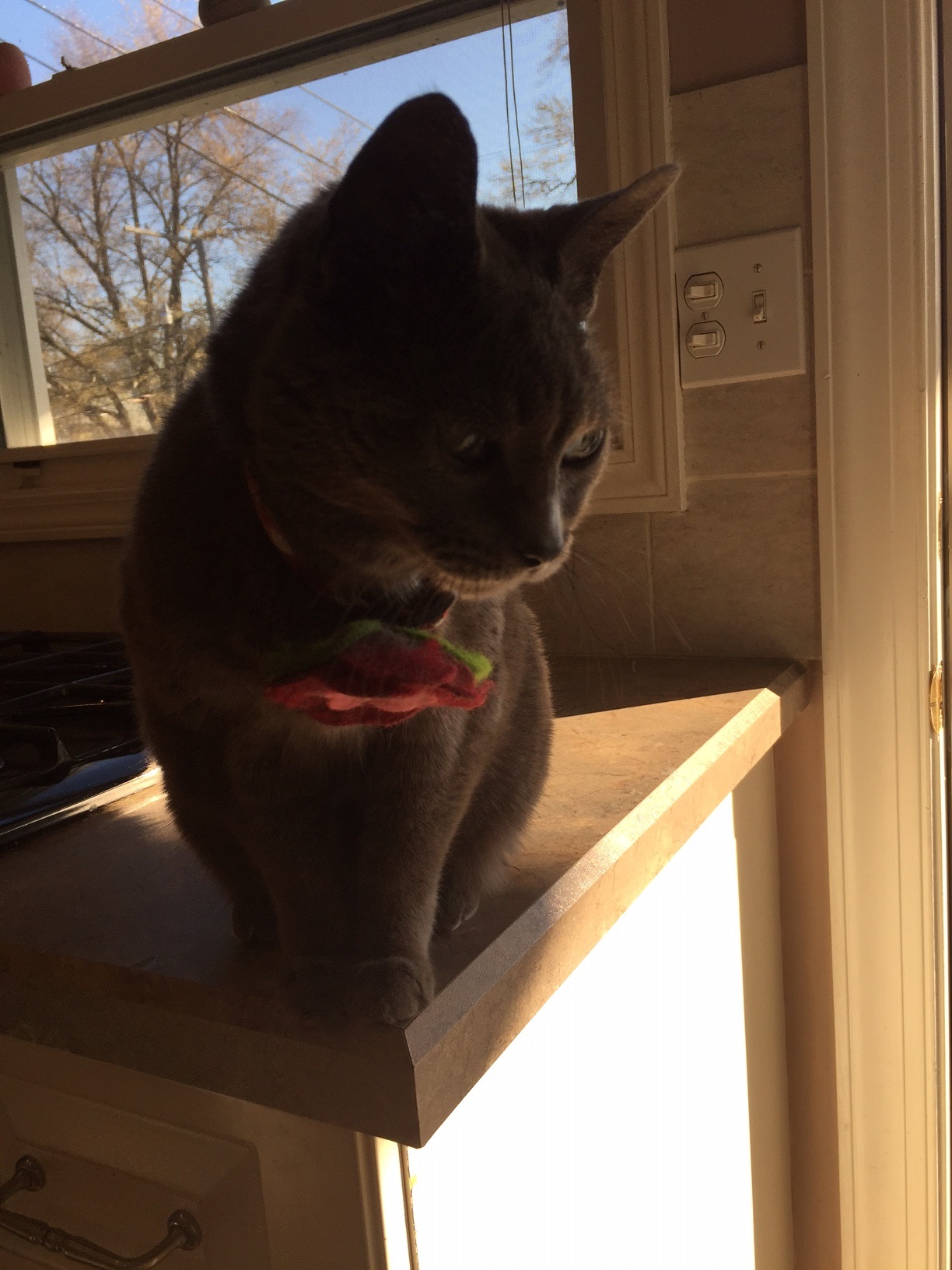 housecat